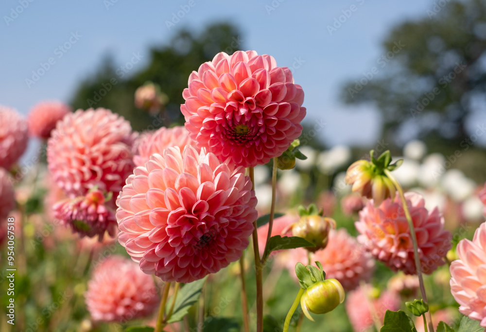 Stunning, dark pink dahlia pompom flowers by the name LATE miniature ball, photographed at Aylett near St Albans, Hertfordshire, UK Stunning, dark pink dahlia pompom flowers by the name LATE miniature ball, photographed at Aylett near St Albans, Hertfordshire, UK