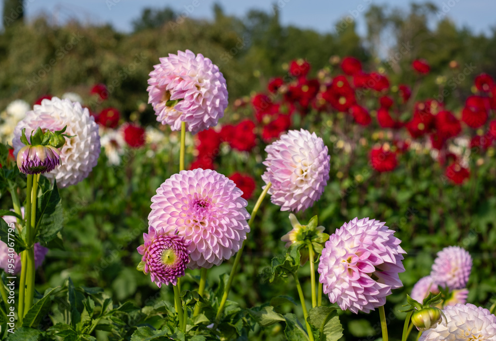 Stunning, pink dahlia pompom flowers by the name Westerton Ella Grace, photographed at Aylett near St Albans, Hertfordshire, UK in early September on a hot summer's day. Stunning, pink dahlia pompom flowers by the name Westerton Ella Grace, photographed at Aylett near St Albans, Hertfordshire, UK in early September on a hot summer's day.