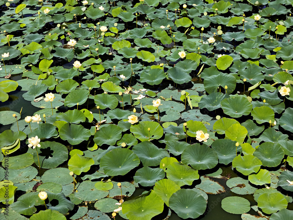 Large group of lotus plants with yellow flowers Nelumbo nucifera Large group of lotus plants with yellow flowers Nelumbo nucifera