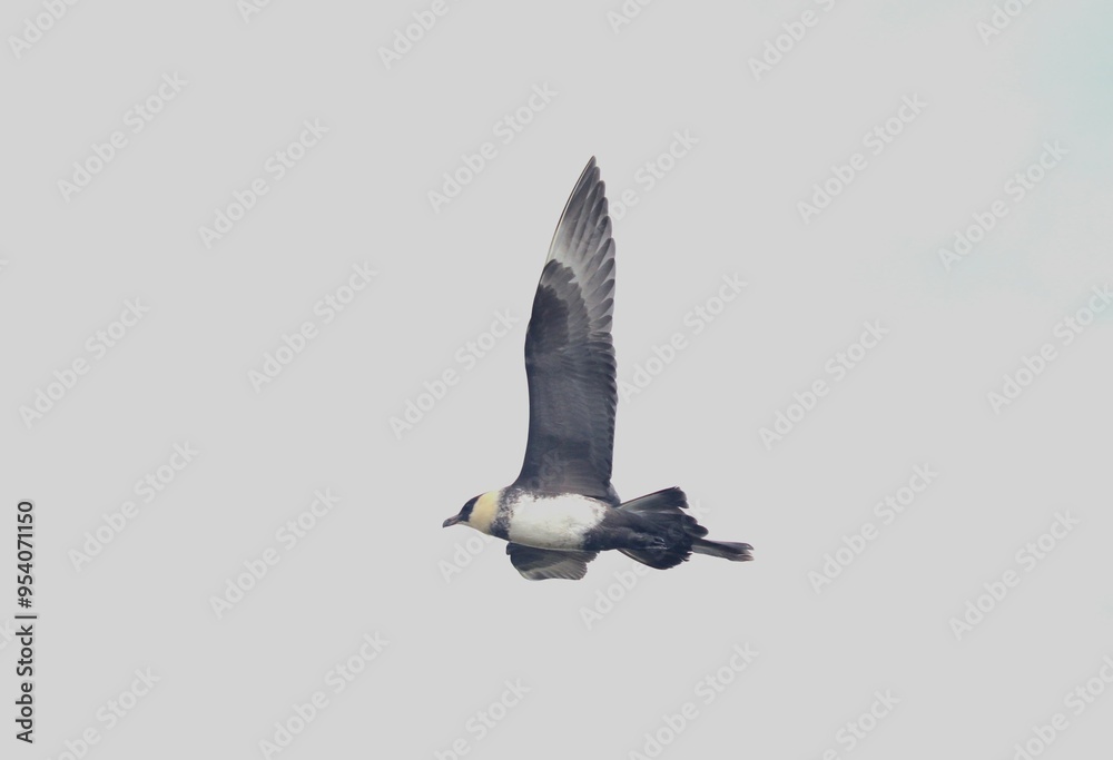 Fototapeta premium Pomarine Jaeger (Stercorarius pomarinus) in flight