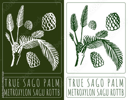 Drawing TRUE SAGO PALM. Hand drawn illustration. Latin name is METROXYLON SAGU ROTTB. photo