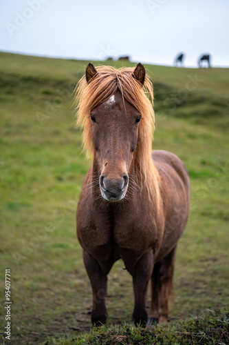 Horses of Iceland