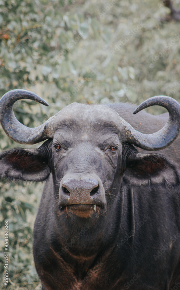 Naklejka premium Wildlife in Africa 