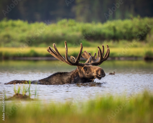 Colorado bull Shiras Moose - alces alces - wading in pond