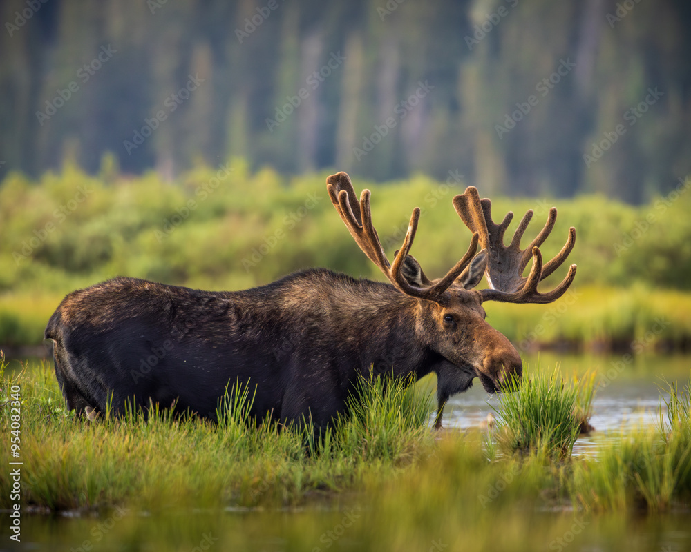 Bull Shiras Moose - alces alces - standing at water's edge of a high mountain valley pond Colorado, USA Bull Shiras Moose - alces alces - standing at water's edge of a high mountain valley pond Colorado, USA