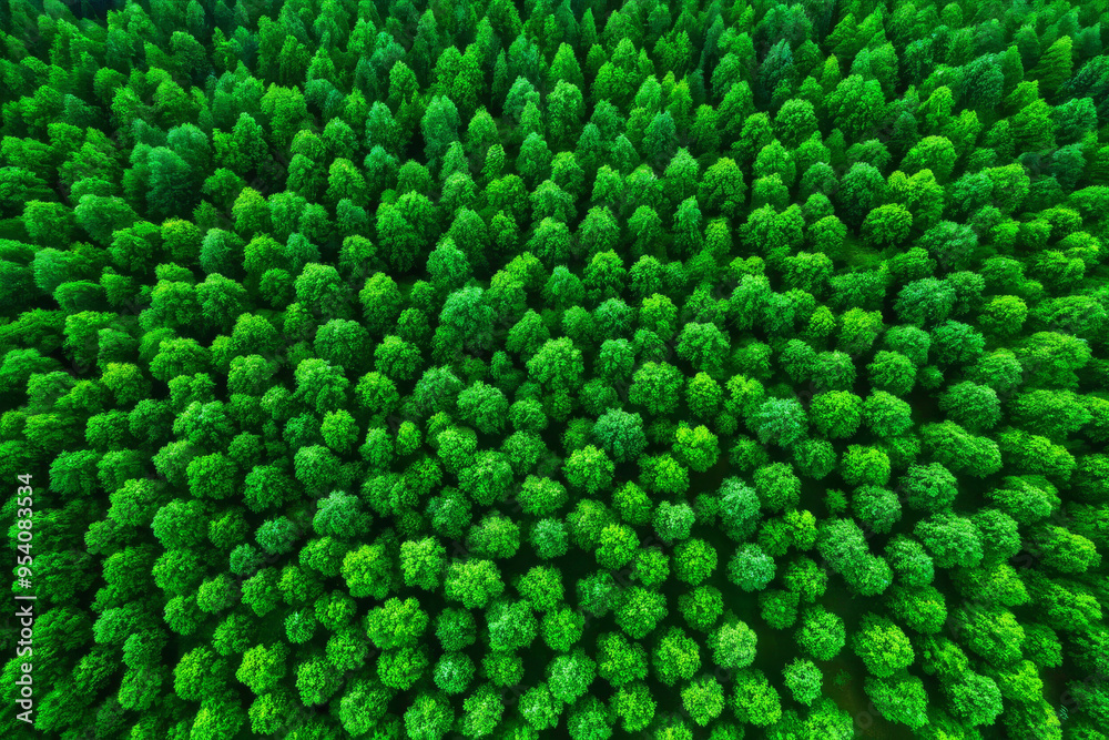 Top view of forest Top view of forest