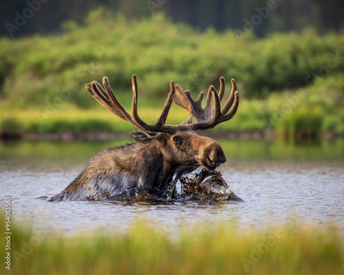 Bull Shiras Moose - alces alces - wading in high mountain valley pond Colorado, USA