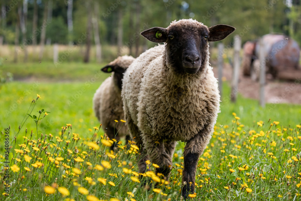 Fototapeta premium curious sheep walking through yellow wildflowers, with a peaceful rural background of geese and fields.