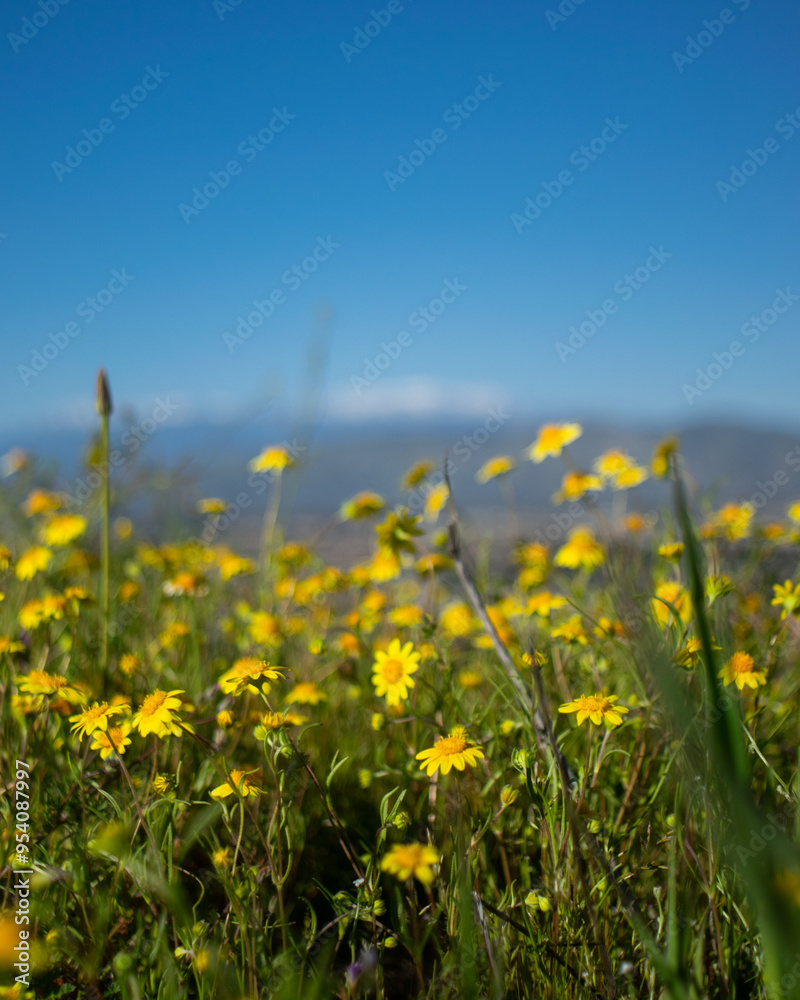 Obraz premium Yellow Flowers Blooming
