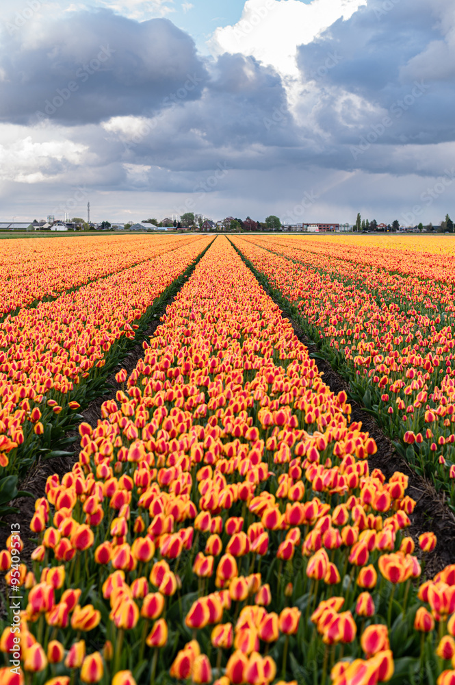Blooming tulip fields in the Netherlands. Tulip fields near Lisse. Keukenhof Park in bloom Blooming tulip fields in the Netherlands. Tulip fields near Lisse. Keukenhof Park in bloom