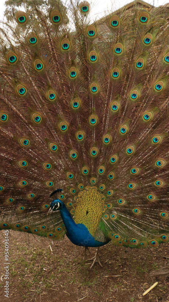 Obraz premium Peacock