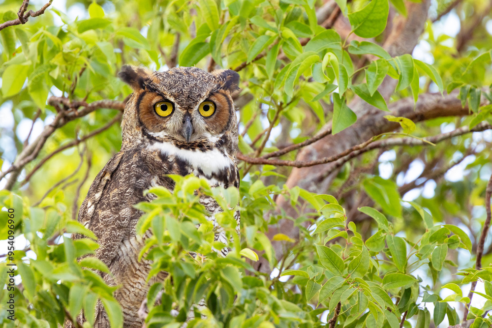 A gorgeous great horned owl (Bubo virginianus) in a green tree in Sarasota, Florida A gorgeous great horned owl (Bubo virginianus) in a green tree in Sarasota, Florida
