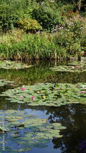 Hermoso Lago con Flor de Loto
