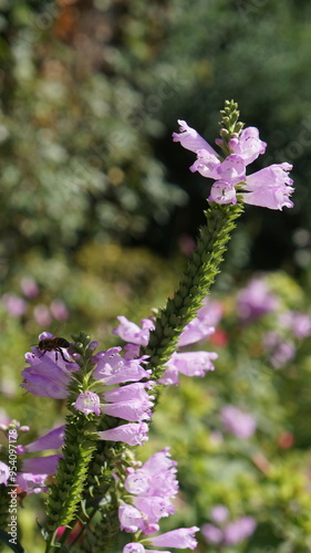 Flor abeja naturaleza