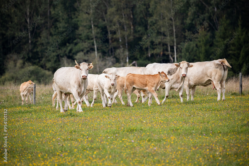 Fototapeta premium small herd of white cows walking together on a flower-strewn pasture with a backdrop of trees.