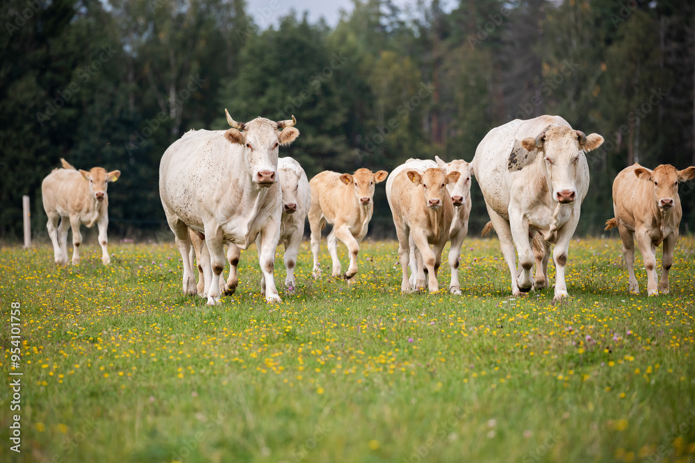 Fototapeta premium A group of white and light brown cows standing and grazing in a colorful, flower-filled meadow.