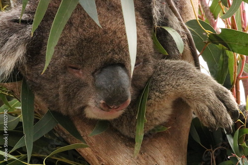 Photography Koala