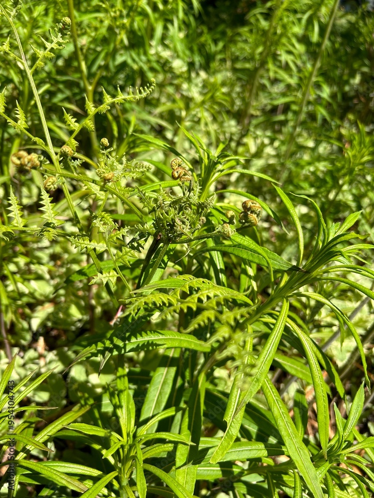 Naklejka premium green grass background