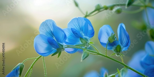 Close up of the Mediterranean blue Arabian Pea Bituminaria bituminosa with a natural soft focus photo