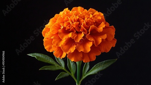   Orange flower on black background