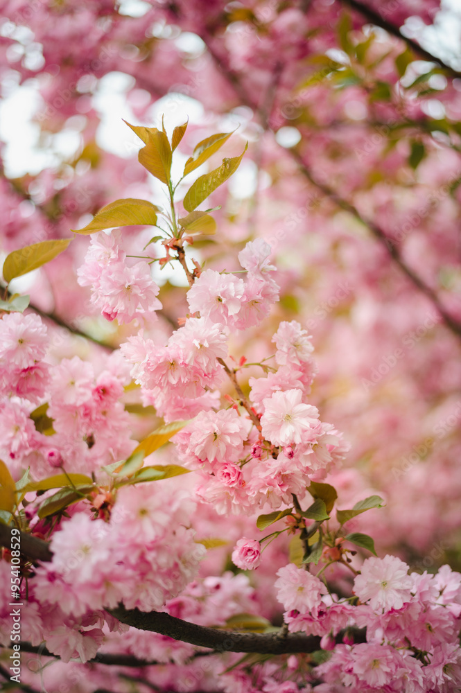 Cherry blossom season. Sakura blossoms like a pink cloud on the streets of the city Cherry blossom season. Sakura blossoms like a pink cloud on the streets of the city
