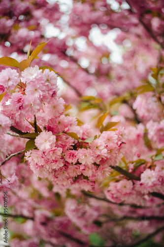 Cherry blossom season. Sakura blossoms like a pink cloud on the streets of the city