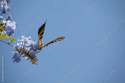 Canvas Print butterfly on a blue sky