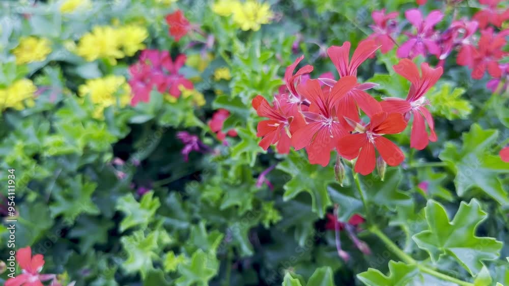 Close-Up of Intense Red Pelargonium Peltatum Ivy Geranium Blossoms Against Rich Green Foliage, Showcasing Detailed Petal Texture in a Summer Garden Environment Close-Up of Intense Red Pelargonium Peltatum Ivy Geranium Blossoms Against Rich Green Foliage, Showcasing Detailed Petal Texture in a Summer Garden Environment