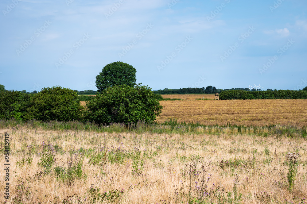 Fototapeta premium Golden wheat fields at the Danish countryside in Rodvig Stevns, Denmark