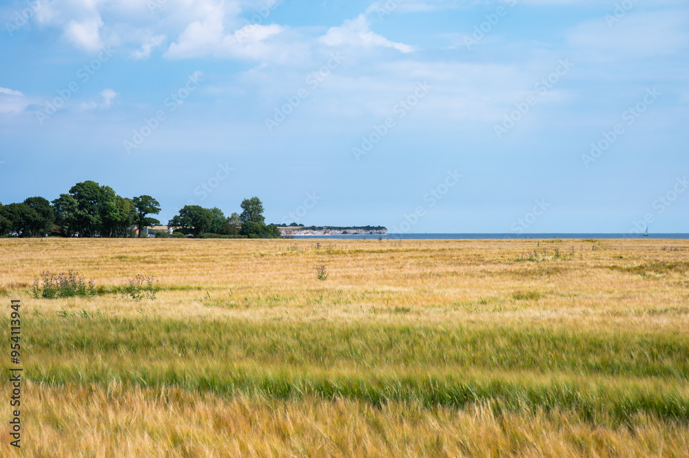 Golden wheat fields at the Danish countryside in Rodvig Stevns, Denmark