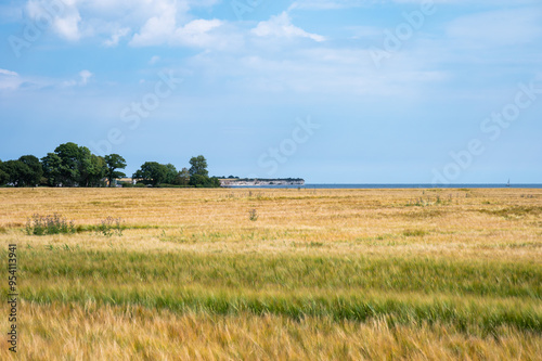 Golden wheat fields at the Danish countryside in Rodvig Stevns, Denmark photo