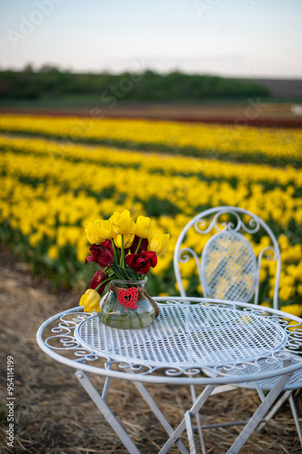 Walking in tulip garden. Tulip fields in Nederlands