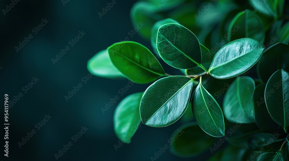 A leafy plant in close-up with green leaves on its stem and atop it A leafy plant in close-up with green leaves on its stem and atop it