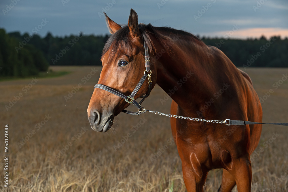 portrait of beautiful bay horse posing at wheat field against sunset sky at evening. close up portrait of beautiful bay horse posing at wheat field against sunset sky at evening. close up