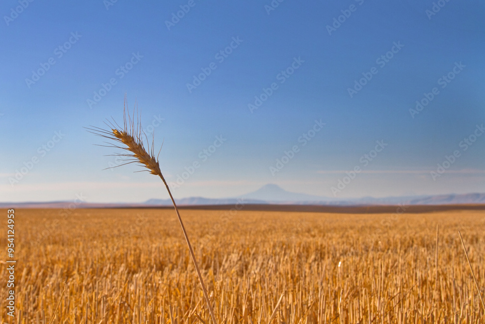Fototapeta premium Wheat stalk after harvest in field