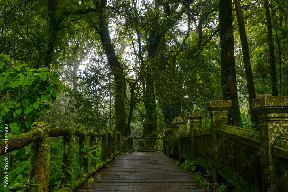 Obraz premium Tropical jungles of Southeast Asia