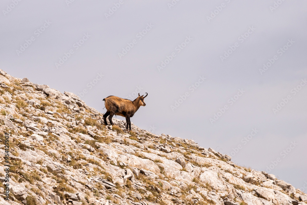 Standing Chamois (Rupicapra rupicapra) on the mountain slope, profile view.