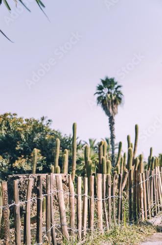 Handmade wooden fence with cacti garden and palm tree