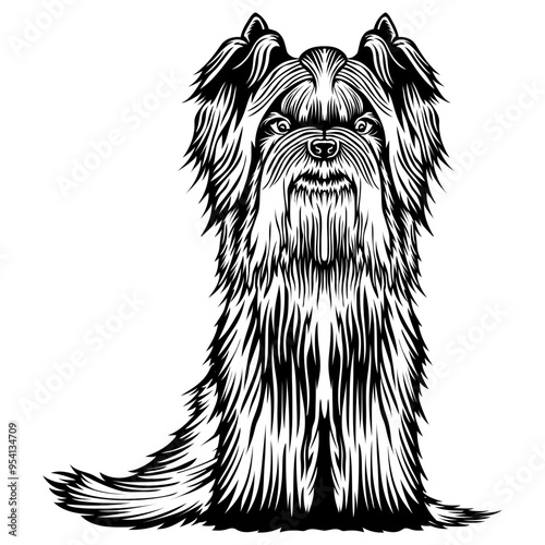 Sitting Biewer Terrier