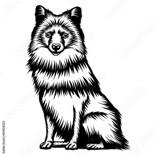 Sitting German Spitz