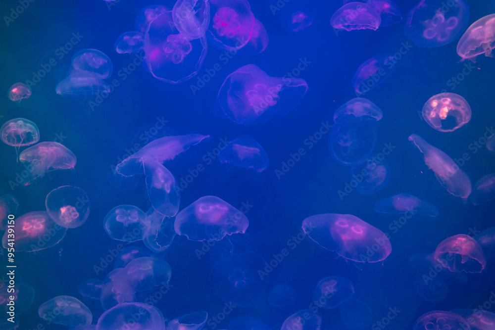 Background of jellyfish. Colorful Jellyfish underwater, Jellyfish moving in water. Beautiful light reflection on Jellyfish in the aquarium. Background of jellyfish. Colorful Jellyfish underwater, Jellyfish moving in water. Beautiful light reflection on Jellyfish in the aquarium.