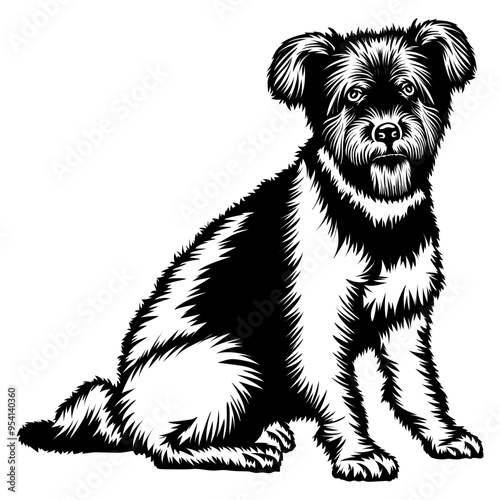 Sitting Pumi