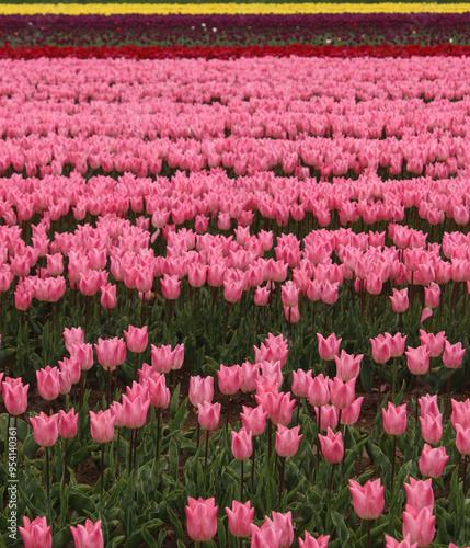Tulip Field