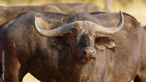 Slow-motion footage of a wild buffalo with its herd, moving its ears and looking at the camera. The footage captures the buffaloÃÂ¢ÃÂÃÂs movements and interactions. photo