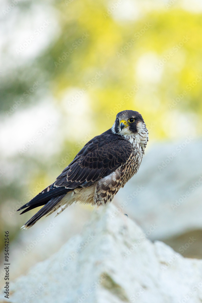 Obraz premium Falcon portrait. Peregrine falcon, Falco peregrinus, perched on stone in kaolin mine. Majestic bird of prey in natural habitat. Wildlife nature. Well-respected falconry bird. Fastest animal in world.