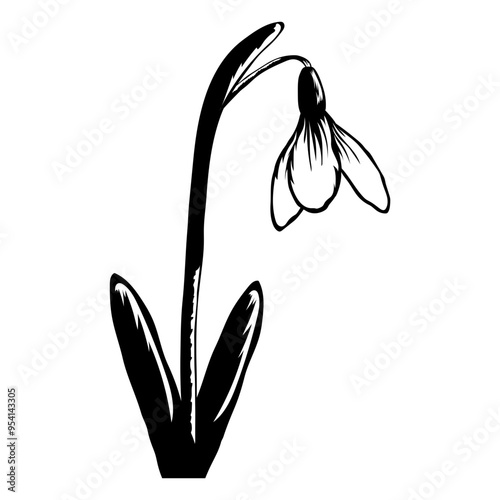 Snowdrop Flower