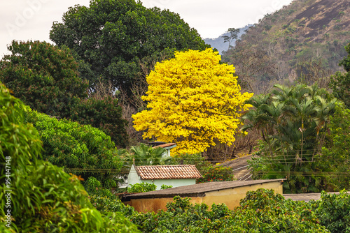 ipê amarelo na cidade de Aracruz, Estado do Espírito Santo, Brasil photo