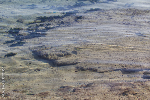 Tropical Fish Swimming In Shallow Ocean Water Tahiti photo