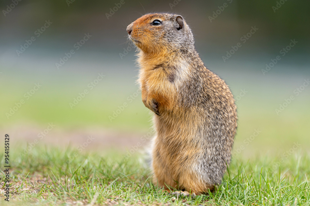 Friendly bc ground squirrel Friendly bc ground squirrel
