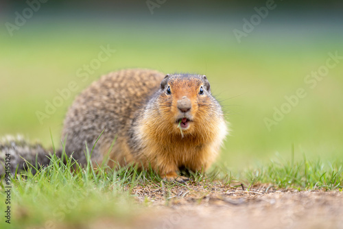 Friendly bc ground squirrel